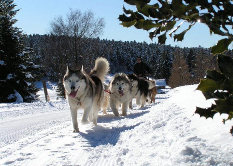 © Chiens de traîneaux au Col de la Loge - M Dubost