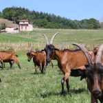 © Chèvres de Chazalon - Ferme de Chazalon