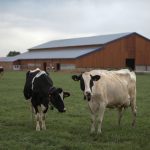 © La ferme des délices Foréziens - ferme des délices foréziens