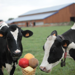 © Anniversaire à la Ferme - Pour un anniversaire inoubliable avec les copains ! - Ferme des Délices Foréziens