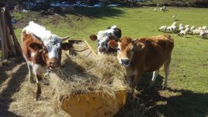 La petite ferme - visite de ferme