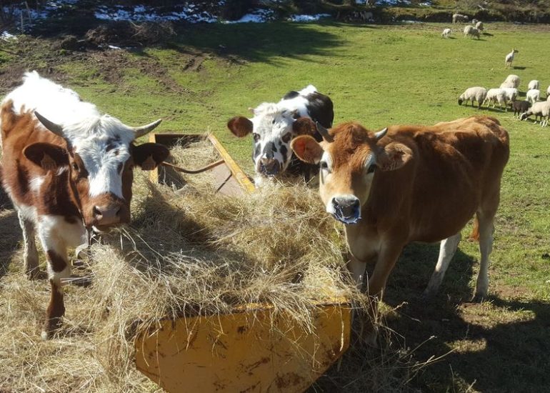 La petite ferme - visite de ferme