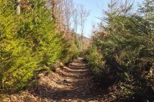 Sentier Le Panorama