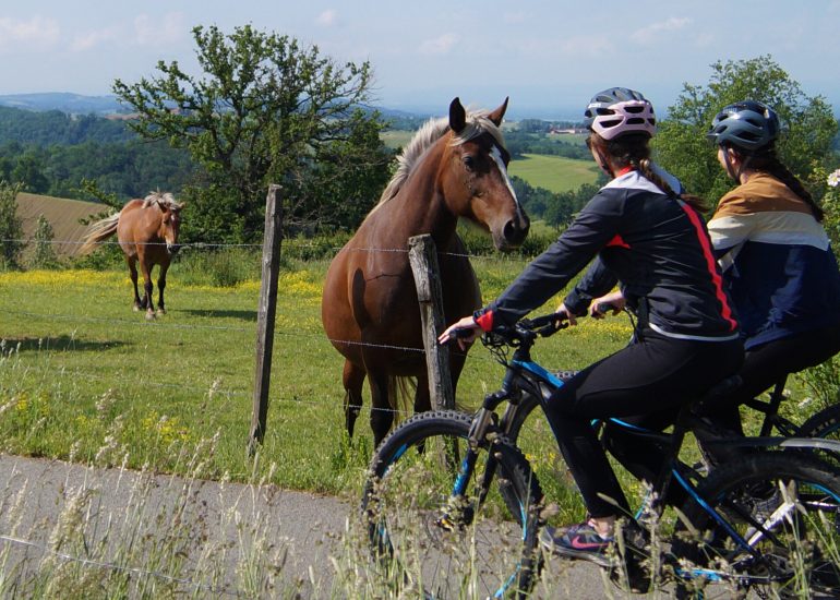 © N°12 Circuit des bois - OT FOREZ-EST