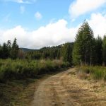 © Forêts de pins à Egarande - Anne Massip