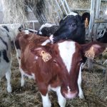 © Visite de la nouvelle ferme et du chantier de reconstruction - FDD