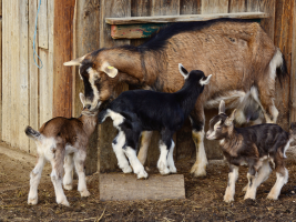 De ferme en ferme - Gaec Raconte moi une chèvre