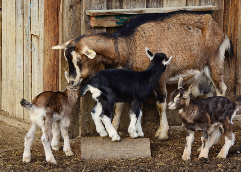 © De ferme en ferme - Gaec Raconte moi une chèvre - Canva