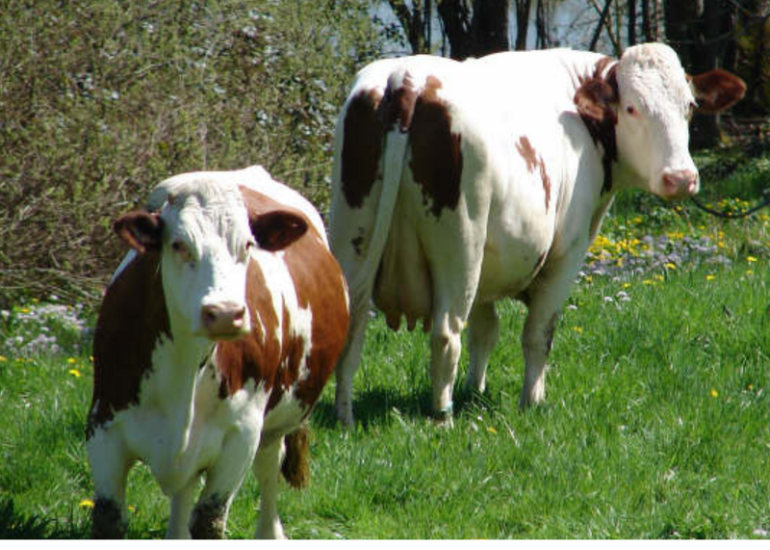 © La Ferme Félinoise - La Ferme Félinoise