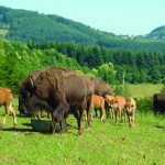 © L'avoine - Bisons des Monts de la Madeleine