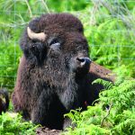 © L'avoine - Bisons des Monts de la Madeleine