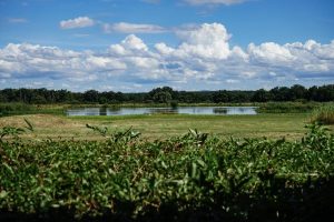 Etangs, vignes et villages - Boucle LF 1