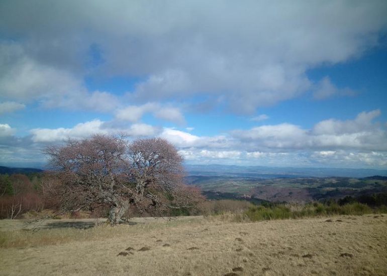 La faune en hiver - rando naturaliste dans les Monts du Forez