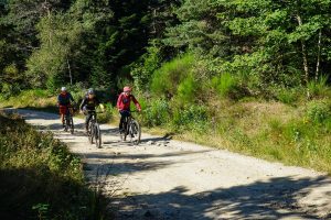 N°58 - Les fougères - Espace VTT-FFC Massif des Bois Noirs