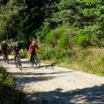 © N°58 - Les fougères - Espace VTT-FFC Massif des Bois Noirs - OTLF