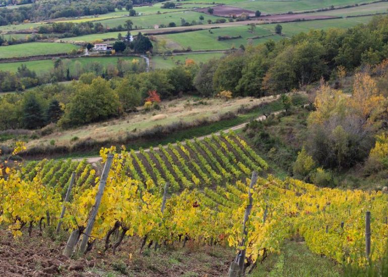 © Vins de la Madone - Office de tourisme Loire Forez