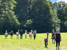 Journées balades avec des lamas