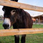 © La Ferme aux 3 Granges - Gîtes de France