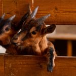 © La Ferme aux 3 Granges - Gîtes de France