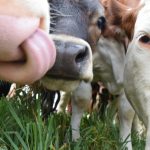 © La Ferme aux 3 Granges - Gîtes de France