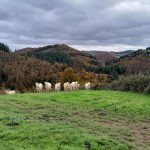 © Sentier découverte du viaduc du pont marteau : les chauves-souris_Sainte-Colombe-sur-Gand - OT FOREZ-EST