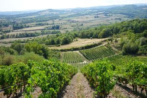 Sur la route des vins en Loire volcanique