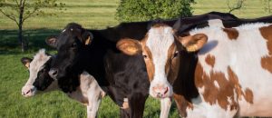 Visite d'une ferme laitière