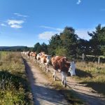 © La ferme des Fougères - visite de ferme - oui