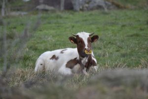 La ferme des Fougères - visite de ferme