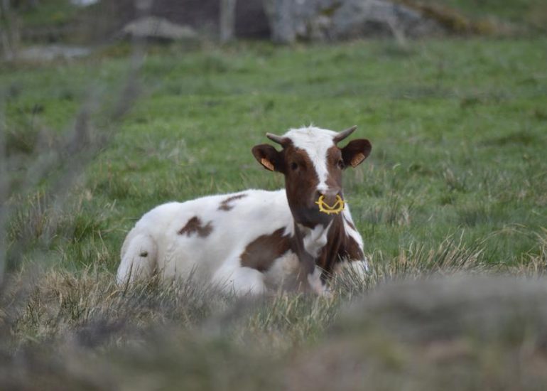 © La ferme des Fougères - visite de ferme - oui