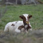 © La ferme des Fougères - visite de ferme - oui