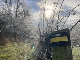 Sentier découverte du viaduc du pont marteau : le bois de la dame