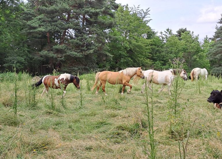 Balades / randonnées à cheval et poneys