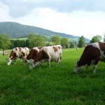 © La Fenière des Hautes Chaumes - Gîtes de France