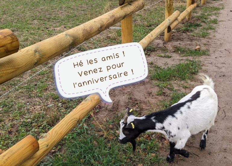 © Anniversaire à la ferme - C'est ton anniversaire et tu adores les animaux ?_Saint-Cyr-les-Vignes - Ferme Anim'ecow