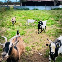 Découvrir la ferme