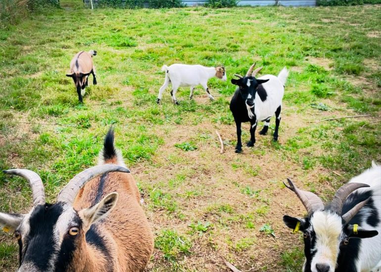 © Découvrir la ferme_Craintilleux - Ferme pédagogique de Craintilleux_Craintilleux