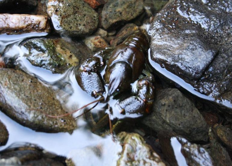 © Découverte pêche aux ecrevisses_Usson-en-Forez - APP Cotatay