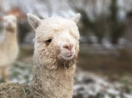 Fête ton anniversaire à la Ferme de Kalmia