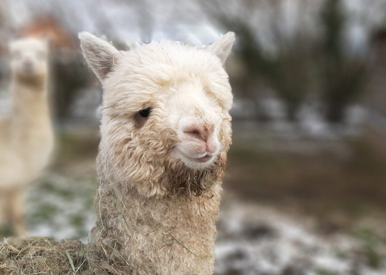 © Fête ton anniversaire à la Ferme de Kalmia - La ferme de Kalmia