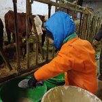 La ferme des Fougères - visite de ferme_Chalmazel - Jeansagnière