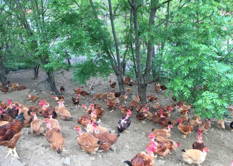 © Ferme de la poule au pic_Saint-Georges-Haute-Ville - Ferme de la poule au pic_Saint-Georges-Haute-Ville