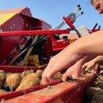 © Légumes - La ferme aux trois garnges_Boisset-lès-Montrond - Ferme aux 3 granges