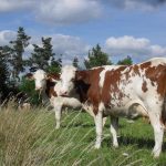 © La Roulotte à la Ferme - Gîtes de France