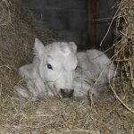 © La Roulotte à la Ferme - Gîtes de France