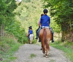 Stage d'initiation à l'équitation éthologique