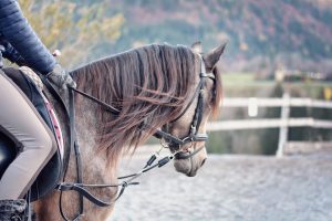 Balade à poney - 30 ans de Botanic